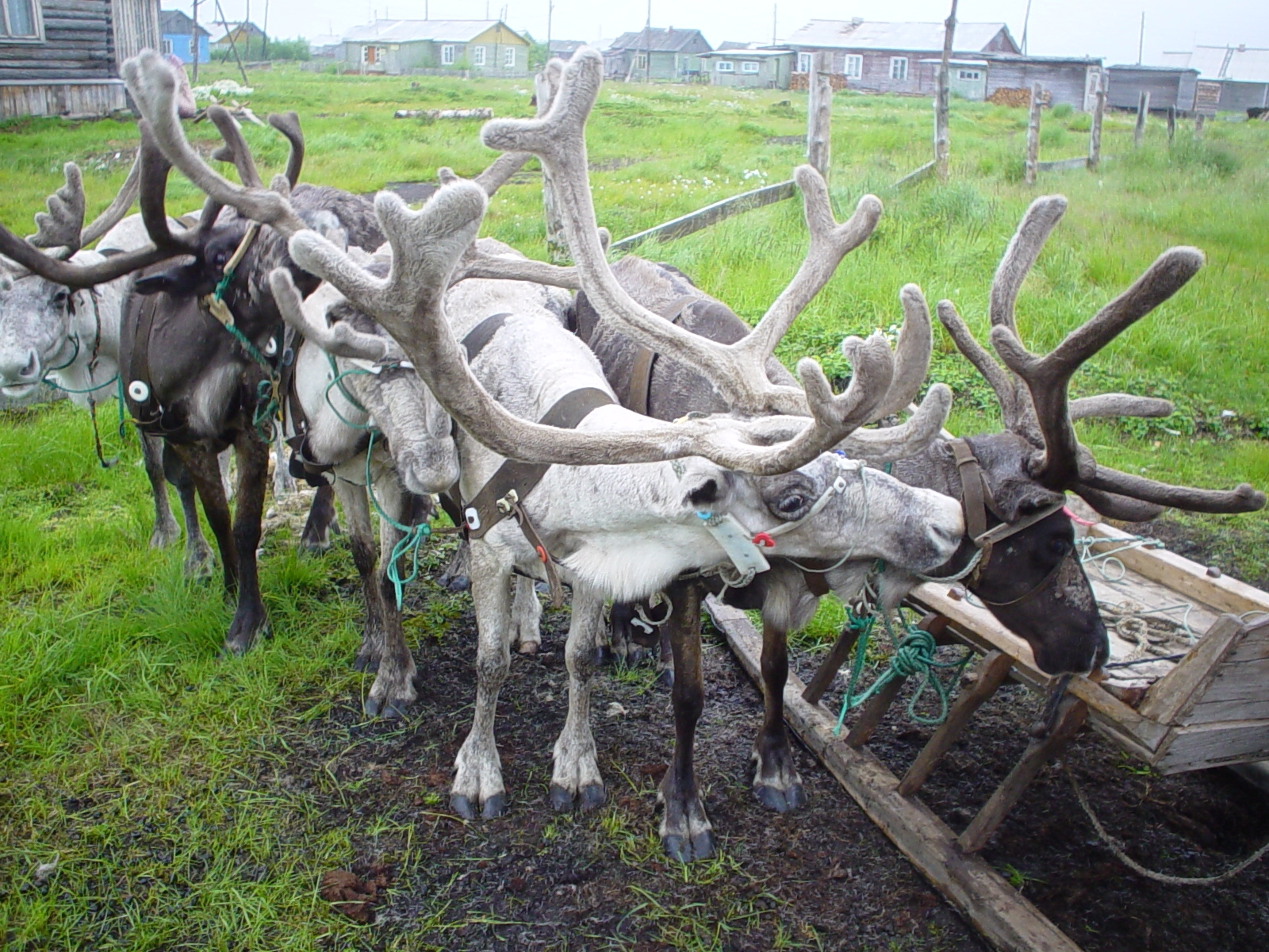 Reindeer harness in Nelmin Nos Endangered Languages and Cultures of